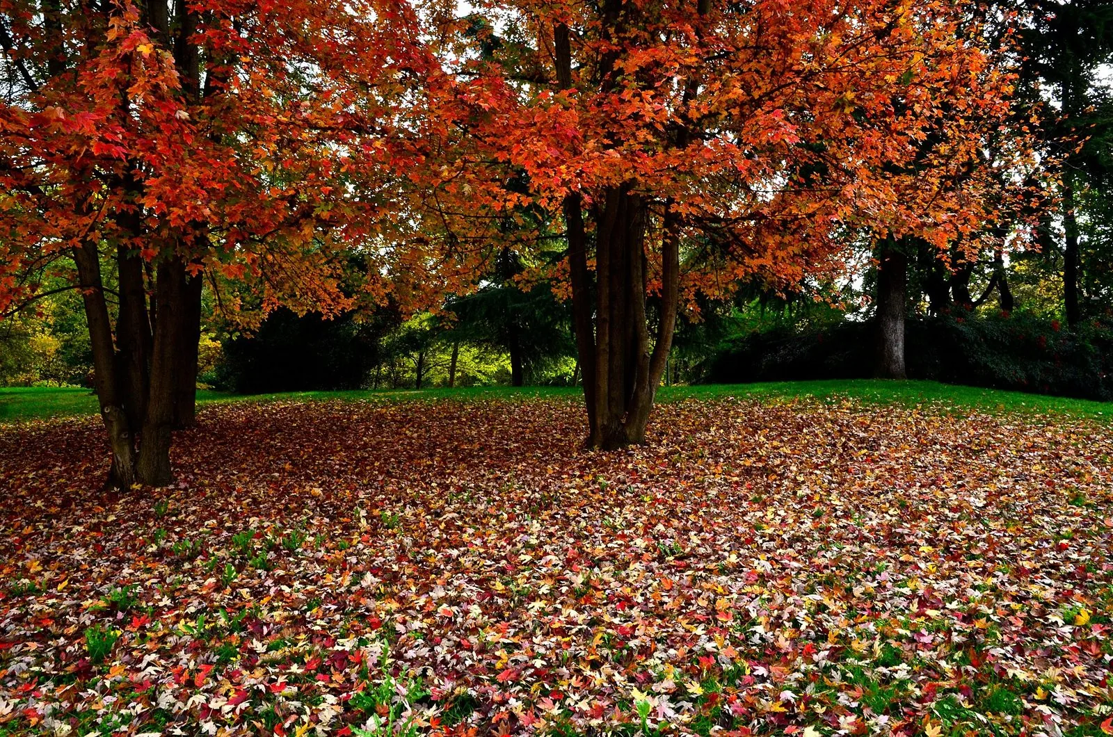 Alberi dalle foglie rosse e arancioni in autunno al Parco Sempione di Milano